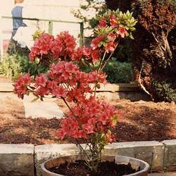 Rhododendron x hybrid native azalea Hybrid Native Azalea seed for sale 